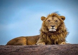 Lion Serengeti safari