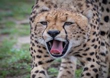 African Cheetah Facts