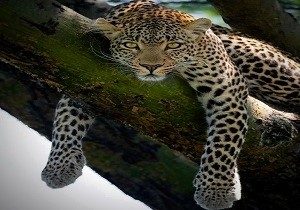 leopard tour safari