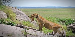 Serengeti tours