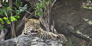 leopard in masai mara kenya