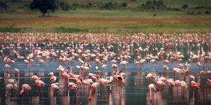 ngorongoro crater safari tanzania