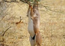 African Gerenuk Facts