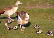 Egyptian Geese