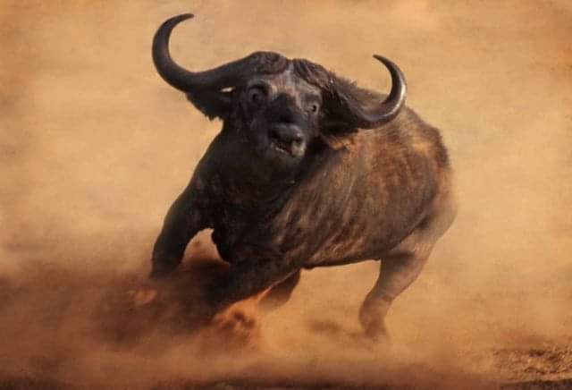 Claire Asser spor Buffalo-charging » Kenya Safaris| Tanzania Safaris| 2020/21