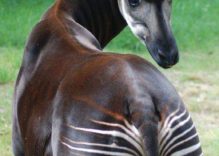 African Okapi or Forest Giraffe Facts