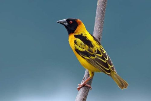 weaver-bird-facts-african-wildlife-facts-travel-facts