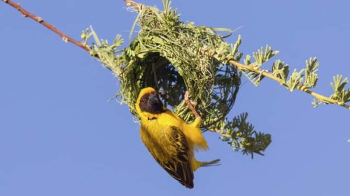 weaver-bird-facts-african-wildlife-facts-travel-facts