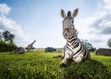 African Zebra Facts