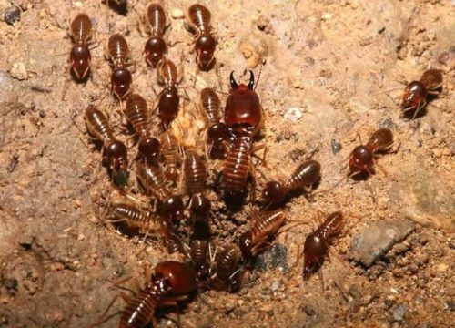 African Termites » Kenya Safaris| Tanzania Safaris| 2020/21