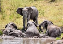 African Elephant Facts